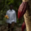 Calidad y trazabilidad impulsan al cacao ecuatoriano hacia los mercados premium