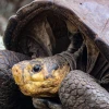 Tortuga, que se creía extinta hace más de 100 años, fue encontrada en Galápagos
