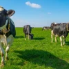 Las asociaciones agropecuarias podrán convertirse en cooperativas en Ecuador