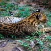 ¿Cuáles son los centros de rescate de fauna en la Amazonía?