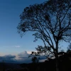 Los bosques amazónicos renacen con 2.300 hectáreas en proceso de restauración