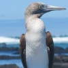 OFC busca recaudar más de $ 1.000 millones para proteger Galápagos