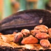 Ecuador busca incrementar su exportación de cacao