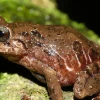 Una nueva especie de rana fue descubierta en Cerro Candelaria