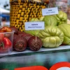 Morete, una de las palmas aceitosas nativas más altas de la Amazonía 