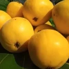 Arazá: qué es, para qué sirve y por qué esta fruta amazónica de Colombia es un tesoro de la biodiversidad