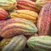 El cacao se mantiene arriba de los $ 8.050 por toneladas 