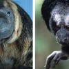 Nueva especie de primate fue confirmada en Pastaza