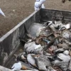 Estudios descartan influenza aviar en aves halladas muertas en la franja costera