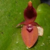 4 especies fascinantes de orquídeas fueron descritas en Morona y Zamora