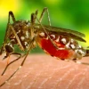 Dengue: Ecuador registra 15 muertos y 11,492 casos