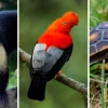 La región amazónica registra mayores índices de tráfico de fauna silvestre