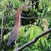 La deforestación afecta a diversas especies en Sucumbíos.