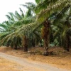 Producción de aceite de palma en Ecuador se encamina a uno de sus mejores años