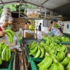 Exportaciones de banano enfrentan crisis logística por conflicto en Medio Oriente