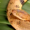 Nueva especie de serpiente boa endémica fue descubierta en la Amazonía ecuatoriana