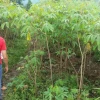 El pueblo del cacao y del chocolate

