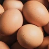 Ecuador exportará huevos de mesa hacia Emiratos Árabes Unidos