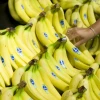 Las exportaciones de banano a Estados Unidos aumentaron