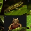 Publican boletín sobre ranas arlequín en Pastaza y su situación en la Amazonía