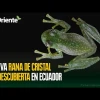 Descubren nueva especie de rana de cristal