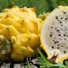 Acuerdo con Corea del Sur abre oportunidades para nuevos productos ecuatorianos