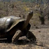 Cuatro nuevos virus fueron descubiertos en las tortugas gigantes de Galápagos