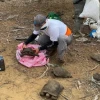 Cerca de 40 tortugas de San Cristóbal regresan a su hábitat en Galápagos