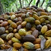 Cacao: Zamora y Sucumbíos podrían beneficiarse