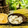 Macambo, una fruta poco conocida y con gran potencial