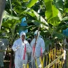 Ecuador, Colombia, Costa Rica y México trabajan conjuntamente para evitar hongo del banano