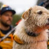 Arthur, el perro callejero ecuatoriano, está en la pantalla grande