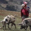 Niños en frontera de Perú, Colombia y Brasil viven "en extrema vulnerabilidad"