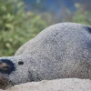 Galápagos: Censo registra más de 23.000 iguanas y 5.800 lobos marinos