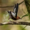 Mindo acogerá Feria de Aves de Sudamérica