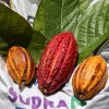 Productores de cacao de Ecuador exigen pagos justos