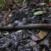 Habitantes denuncian derrame de Petroecuador en Pañacocha