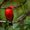 Aumenta la reproducción del pájaro brujo en Galápagos durante 2026