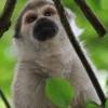 Unos 600 científicos participan en Congreso sobre primates en Quito