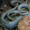 Galápagos recupera exitosamente su población de culebras
