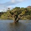 Complejo de humedales Cuyabeno-Lagartococha -Yasuní nuevo sitio Ramsar