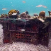 Proyecto de siembra de corales busca restaurar ecosistemas en Islas Galápagos