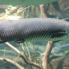 El Paiche, el gigante de los ríos de la Amazonía