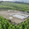 Exportaciones forestales de Ecuador alcanzan cifra récord en 2025 y crecen más del 13%