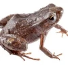 Nueva especie de rana, que habita en la cuenca alta de Pastaza, fue descrita en Ecuador
