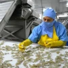 El mal momento de China golpea al camarón ecuatoriano 