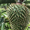 Ecuador promoverá la pitahaya, quinua, guanábana y otros productos en Europa