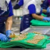 Camarón con valor agregado gana espacio en la estrategia exportadora de Ecuador