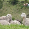 Las alpacas regresan a repoblar la frontera andina de Ecuador y Colombia