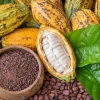 El cacao se cotiza en USD 8.261 por tonelada
